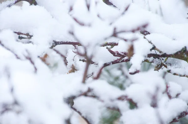 Japoński Acer Śniegu Kwietniu Sfotografowany Niemczech — Zdjęcie stockowe