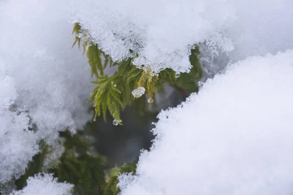 Japoński Acer Śniegu Kwietniu Sfotografowany Niemczech — Zdjęcie stockowe