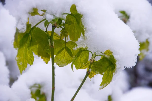 Ясень Клен Снегу Апреле Сфотографирован Германии — стоковое фото