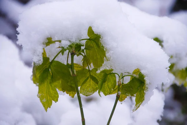 Bordo Cinza Neve Abril Fotografado Alemanha — Fotografia de Stock