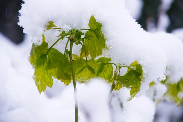 Bordo Cinza Neve Abril Fotografado Alemanha — Fotografia de Stock