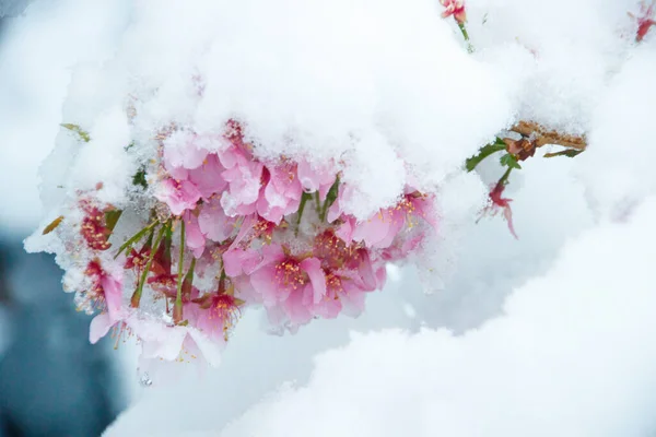 Cereja Japonesa Neve Abril Fotografado Alemanha — Fotografia de Stock