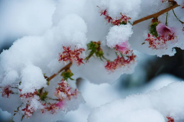 Cereja Japonesa Neve Abril Fotografado Alemanha — Fotografia de Stock
