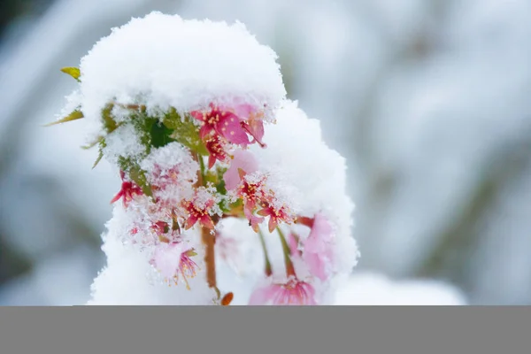 Cereja Japonesa Neve Abril Fotografado Alemanha — Fotografia de Stock