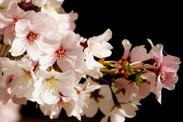 Flor Cerejeira Março Alemanha — Fotografia de Stock
