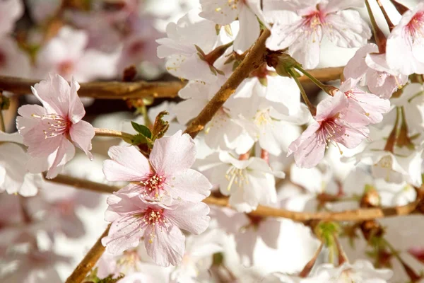 德国三月的樱花 — 图库照片