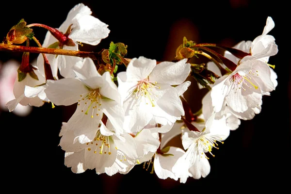 Fioritura Ciliegio Marzo Germania — Foto Stock