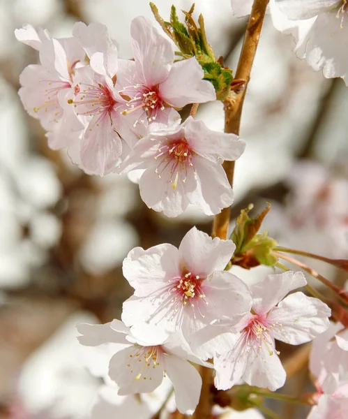 ドイツ 3月の桜 — ストック写真