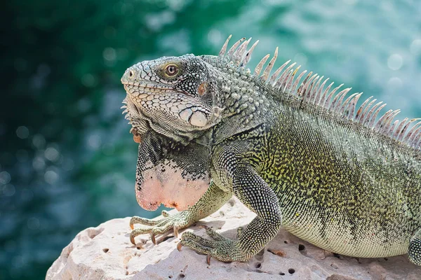 Green Island Iguana Photographed October Curacao — Stock Photo, Image