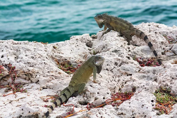 Yeşil Ada Iguanası Ekim Ayında Curacao Çekildi — Stok fotoğraf