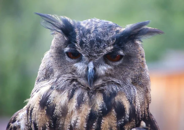 Євразійська Орел Сова Bubo Bubo Сфотографована Південному Тіролі Вересні — стокове фото