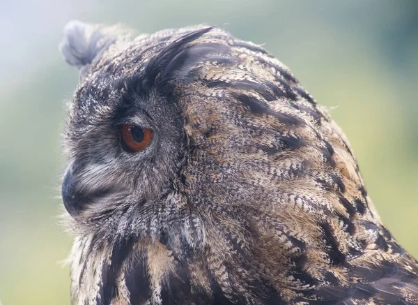 Євразійська Орел Сова Bubo Bubo Сфотографована Південному Тіролі Вересні — стокове фото