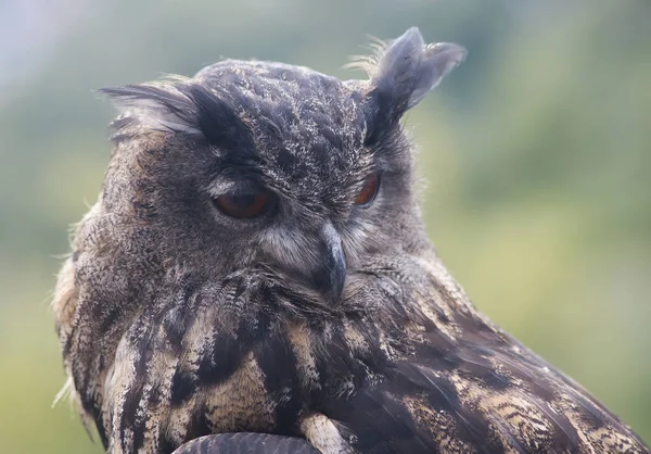 Eurazjatycka Sowa Bubo Bubo Sfotografowana Południowym Tyrolu Wrześniu — Zdjęcie stockowe