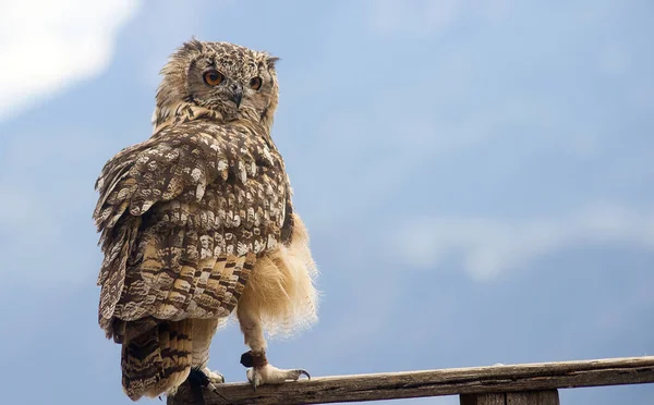 Eurazjatycka Sowa Bubo Bubo Sfotografowana Południowym Tyrolu Wrześniu — Zdjęcie stockowe