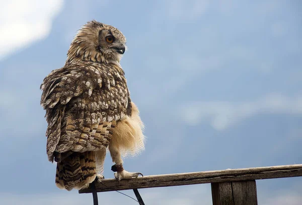 Eurázsiai Sasbagoly Bubo Bubo Fényképezett Dél Tirolban Szeptemberben — Stock Fotó