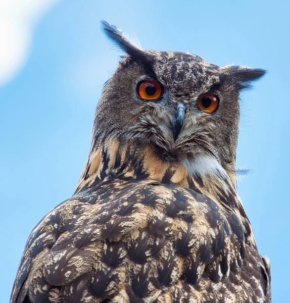 Búho Águila Euroasiático Bubo Bubo Fotografiado Tirol Del Sur Septiembre —  Fotos de Stock