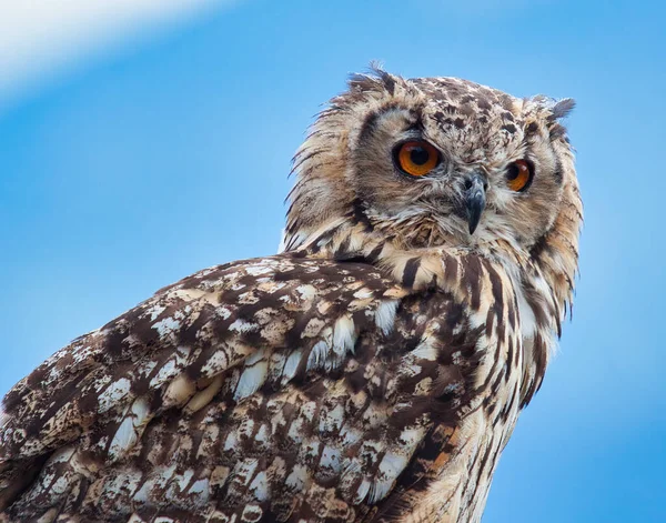 Eurasian Eagle Owl Bubo Bubo Vyfoceno Jižním Tyrolsku Září — Stock fotografie