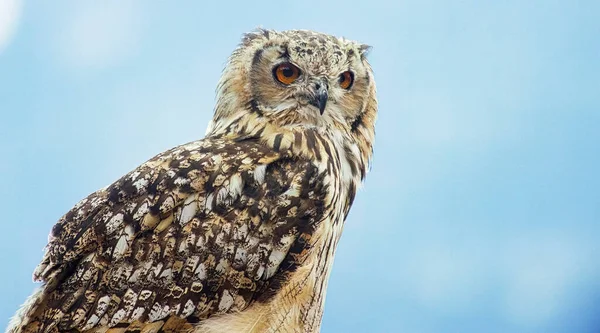 Eurasian Eagle Owl Bubo Bubo Vyfoceno Jižním Tyrolsku Září — Stock fotografie
