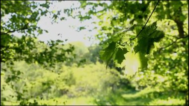 Sabah ormanında bir akçaağaç dalı rüzgarda sallanır ve kuş ötüşü
