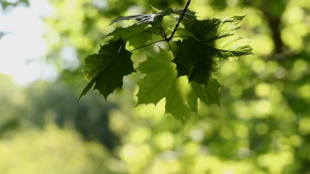 Maple Branch Slose Morning Forest Sways Wind Birdsong — Stock videók