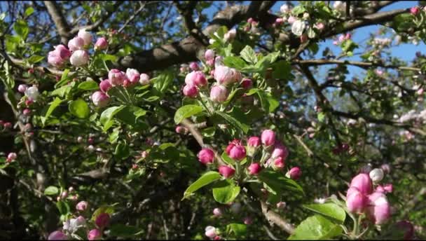 風の中のリンゴの木の開花枝Jn春の朝 — ストック動画