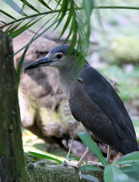 Kuala Lumpur Bird Park — Stock Photo, Image