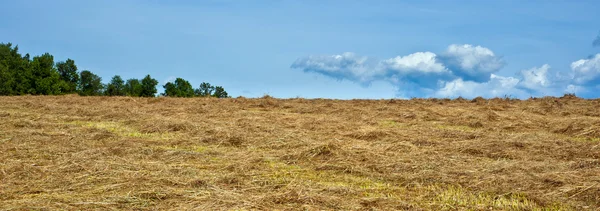 Harvested hay field with competing clouds and trees — Stock Photo, Image