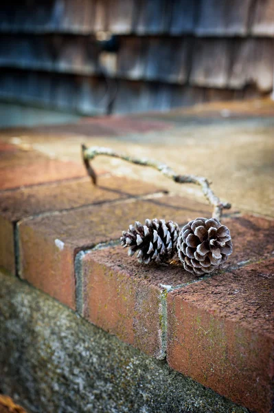 Pinecones — Stock Photo, Image