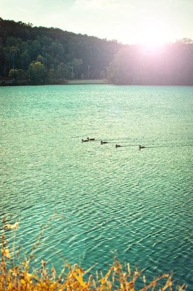 Peaceful pond in autumn with swimming ducks in the water. — Stock Photo, Image