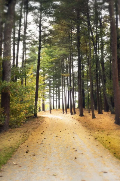 Drömmande gångväg in skogen — Stockfoto