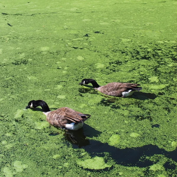 Enten schwimmen in Grand Union Kanal mit Unkraut bedeckt — Stockfoto