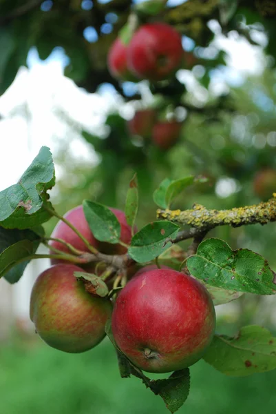 Manzanas rojas orrganicas en un árbol — Foto de Stock