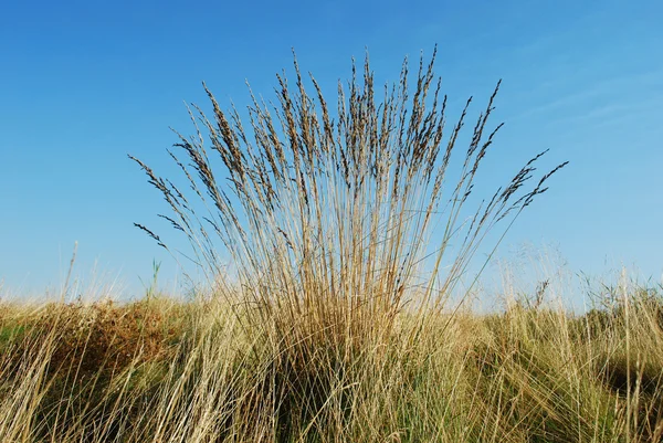 Gras op een horizon tegen blauwe hemel — Stockfoto