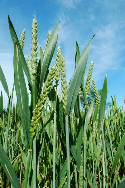 Detalhe da colheita contra o céu azul — Fotografia de Stock