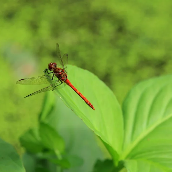 Red dragonfly — Stock Photo, Image