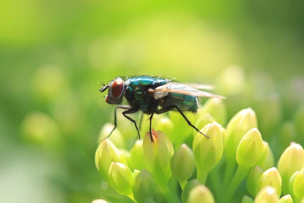 Close up of fly — Stock Photo, Image