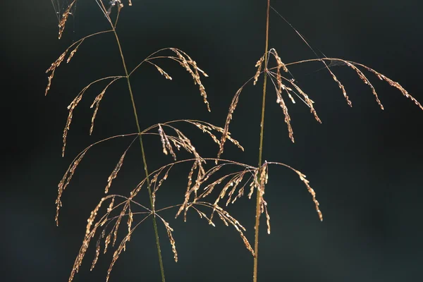 Részlet a fű — Stock Fotó