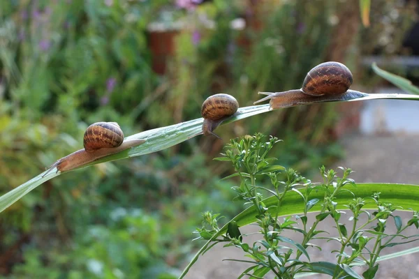 Group of snails — Stock Photo, Image
