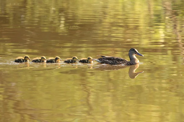 Enten mit jungen Küken schwimmen im See — Stockfoto