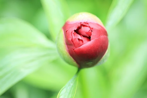 Çiçek. — Stok fotoğraf