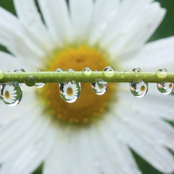 Daisy — Stock Photo, Image