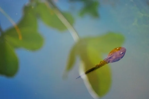 Tadpole — Stock Photo, Image