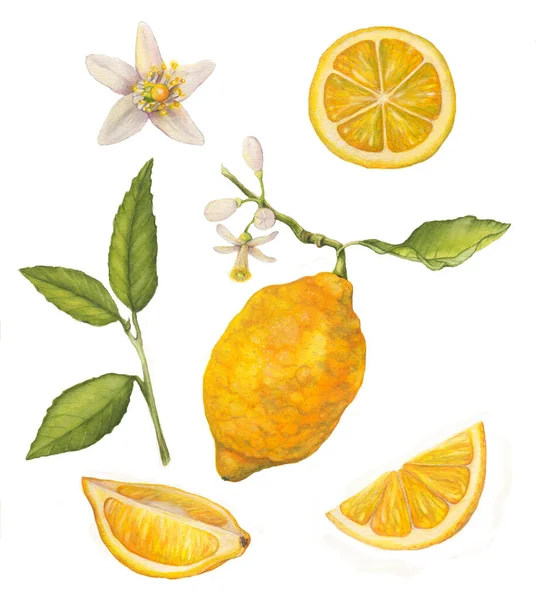 Citron akvarell illustration. — Stockfoto