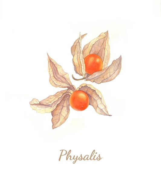 Physalis botaniczny realistyczny akwarela ilustracja. — Zdjęcie stockowe