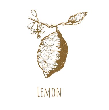 Limon el çizimi vektör illüstrasyonu.