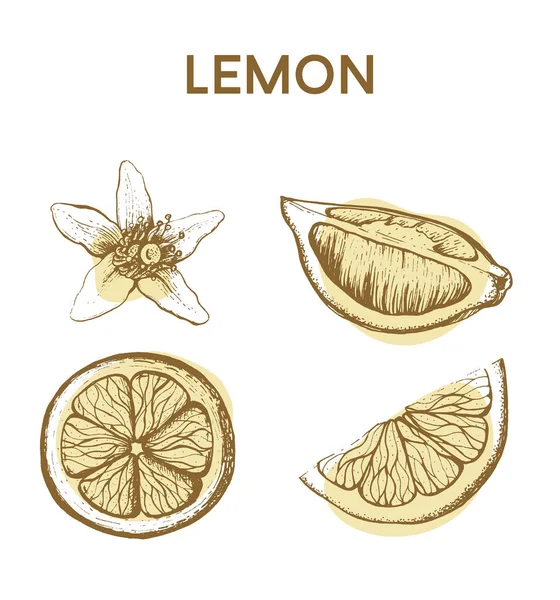Лимонна рука малюнок Векторні ілюстрації . — стоковий вектор