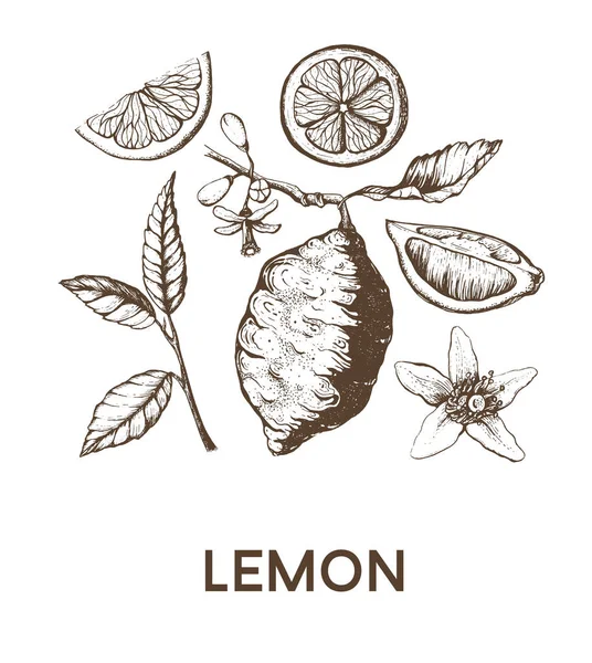 Sbírka sady citronů. — Stockový vektor