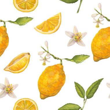 Limonlar suluboya desenli. Botanik duvar kağıdı 