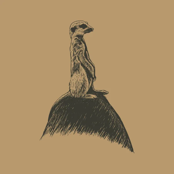 Meerkat en el dibujo a mano de piedra — Vector de stock