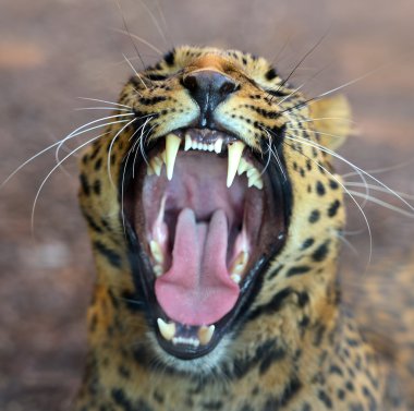 leopar